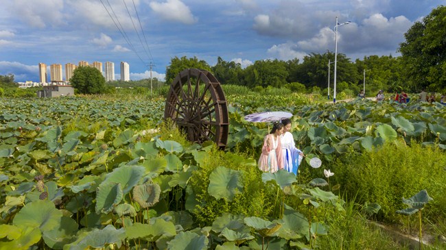 06-桂水赏荷-黄敬然_副本.jpg