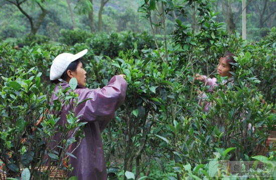 北峰山白云茶.jpg