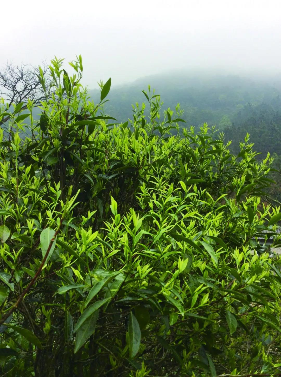 台山白云茶茶树（图片选自《台山名优特产》）.jpg