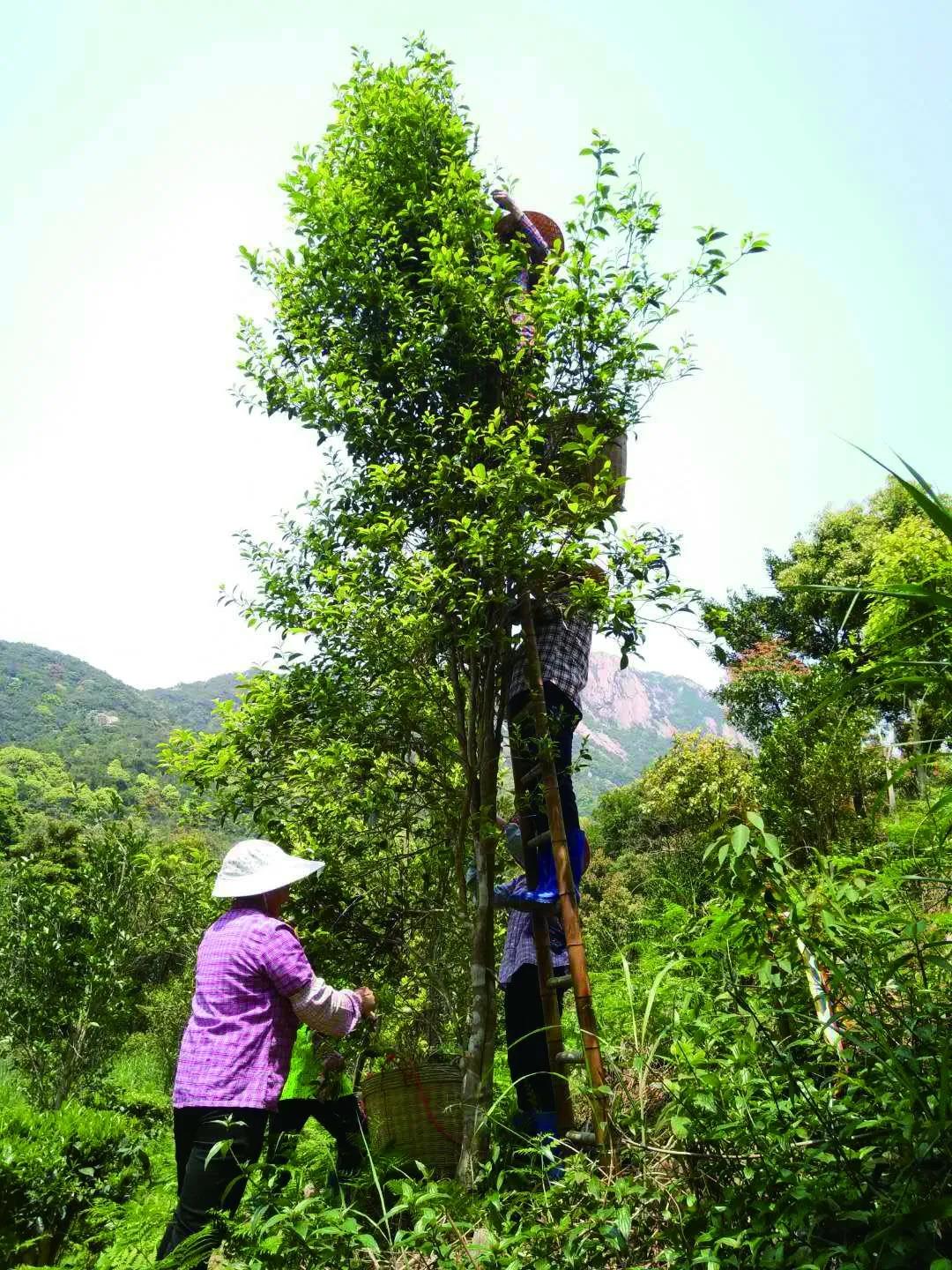 野生的台山白云茶树（图片选自《台山名优特产》）.jpg