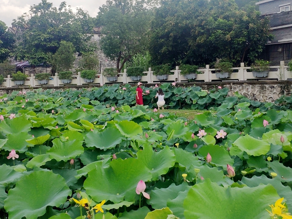 4.拍照荷花_副本.jpg