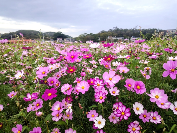 ▲格桑花海_副本.jpg