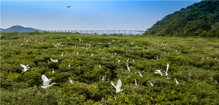 镇海湾红树林湿地公园.png